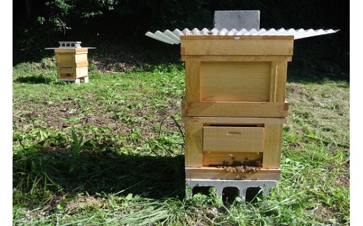 G-50　たつの市産はちみつ（百花）天然無添加　250g×3瓶